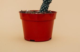 How to Use a Neti Pot