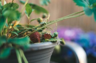 How to Use a Strawberry Planter