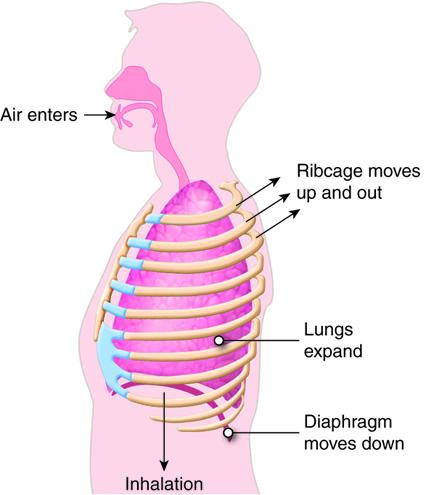 Mastering the Inhalation Techniques for a ‍Seamless Experience