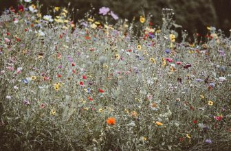 How to Use a Green House