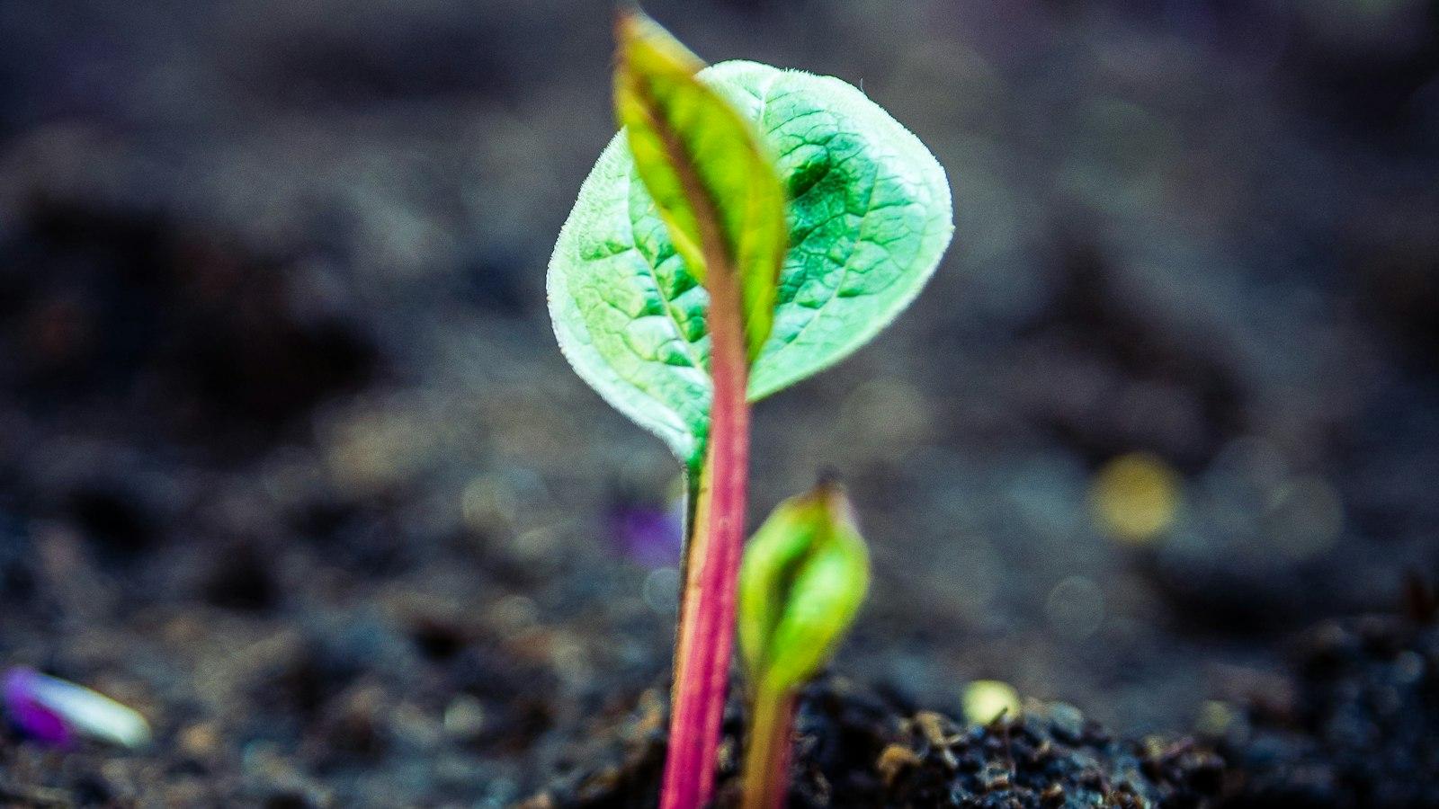 Preparing the Soil and Maintaining Fertility in Your⁢ Greenhouse